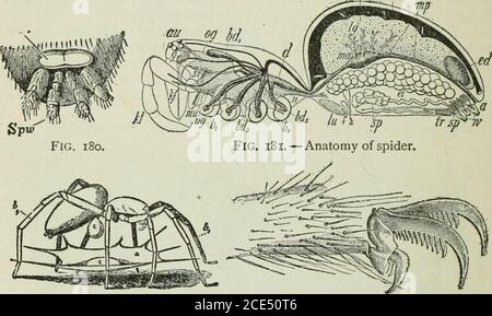 . Zoologie Für Anfänger . Abb. 178. - die Tarantel. Abb. 179. - Trap-doorspinne. M h. Abb. 182. - Eier legen. Abb. 183. - Fuß der Spinne. Illustrierte Studie von Spinnen (Abb. 178-183). – die Tarantel hat, wie die meisten spi-der, acht einfache Augen (keine Verbindung). Finden Sie sie (Abb. L 178, S. Wie unterscheiden sich Dospinnen und Insekten im Körper? Anzahl der Beine ? Welche haben mehr Gelenke Tolegs? Hält der Falltür-Spinne die Tür geschlossen (Abb. 179)? Wie viele Spinnweben-Paarungen hat eine Spinne (SPW, 180) ? Fuß der Spinne hat heulviele Krallen ? Wie viele Kämme auf Krallen zum Halten des Netzes ? Spinnen spinnen acocoon für Hol Stockfoto