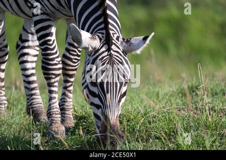 Nahaufnahme eines Zebras in einem Nationalpark Stockfoto