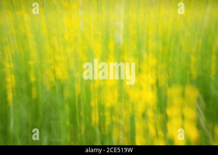 Unschärfe Blumen und Gras für den Hintergrund. Verschwommene und konzentrierte frische gelbe Blüten und grüne Stiele Stockfoto