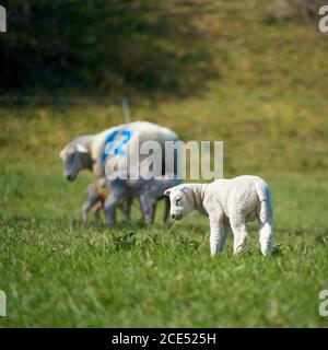 Junge neugeborene Lamm auf einer Wiese im Frühjahr Stockfoto