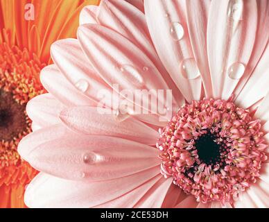 Frische rosa Gerbera Stockfoto