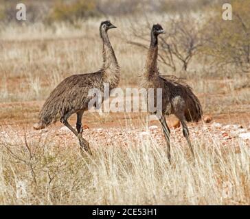 Zwei Emus, Dromaius novaehollandiae, stehen nebeneinander zwischen langen trockenen Gräsern und niedrigen Sträuchern im Outback Queensland Australia Stockfoto