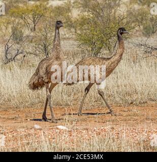 Zwei Emus, Dromaius novaehollandiae, schlendern durch lange trockene Gräser und niedrige Sträucher im Outback Queensland Australia Stockfoto