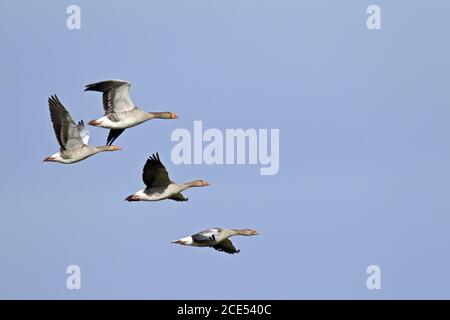 Graugans kleine Herde im Flug Stockfoto