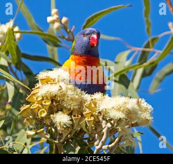 Hell gefärbte Regenbogen Lorikeet unter Cluster von weißen Blüten Eukalyptus / Gummibaum gegen einen blauen Himmel im Outback Australien Stockfoto