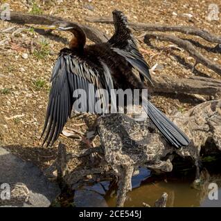 Schlangenhals-Liebling, Anhinga novaehollandiae, trocknet seine Flügel am Wasser der Outback Lagune in Queensland Australien Stockfoto