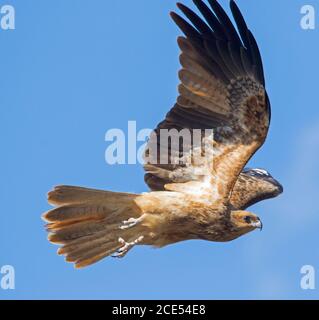 Spektakulärer Blick auf den Pfeifdrachen Haliastur sphenurus im Flug gegen den blauen Himmel in Queensland Australien Stockfoto