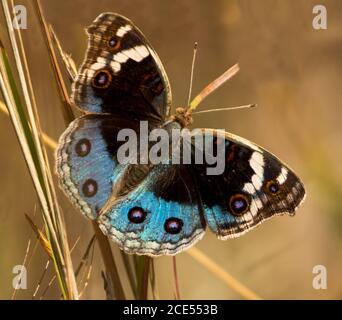 Schöne blau & schwarz Blue Argus / Blue Pansy Schmetterling, Junonia orithya, mit dekorativen Augenflecken auf Flügeln, auf hellbraunem Hintergrund in Australien Stockfoto