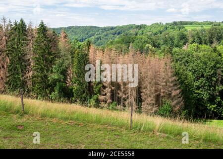 Walddieback in Süddeutschland Stockfoto