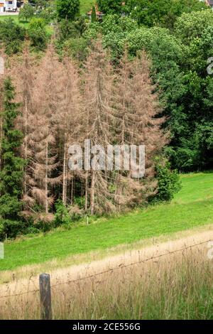 Walddieback in Süddeutschland Stockfoto