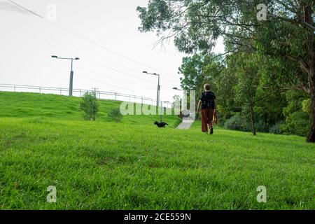 Frau auf dem Rücken spielt mit ihrem kleinen Hund Der Park ein sonniger Tag Stockfoto