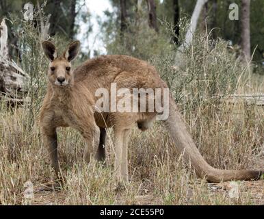 Großes männliches australisches Ostgrau-Känguru, in freier Wildbahn, mit Hintergrund von hohen Gräsern und Bäumen, starrend auf die Kamera mit wachem Ausdruck Stockfoto