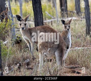 Weibliches australisches Ostgraues Känguru mit großem jungen joey, wachsam und starrend in die Kamera, in der Wildnis, mit Hintergrund von hohen Gräsern und Bäumen, Stockfoto