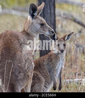 Weibchen Australian Eastern Grey Känguru mit großen jungen joey , in der freien Natur, mit Hintergrund von hohen Gräsern & Bäumen, Stockfoto