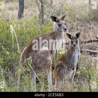 Weibliches australisches Ostgraues Känguru mit großem jungen joey, wachsam und starrend in die Kamera, in der Wildnis, mit Hintergrund von hohen Gräsern und Bäumen, Stockfoto