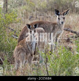 Weibliches australisches Ostgraues Känguru mit großem jungen joey, wachsam und starrend in die Kamera, in der Wildnis, mit Hintergrund von hohen Gräsern und Bäumen, Stockfoto