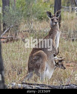 Wunderschöne weibliche australische Eastern Grey Känguru in freier Wildbahn mit joey, der aus ihrer Tasche guckend, wachsam und in die Kamera starrt, im Buschland in Australien Stockfoto