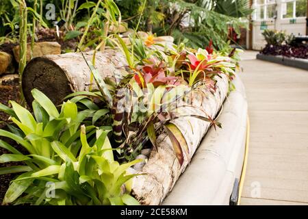 Blumen gepflanzt in Log, Blumenbeet Stockfoto