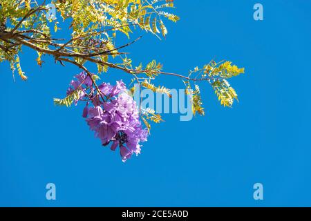 Jacaranda Baum der Bignoniaceae Familie in Blüte mit seinen lila Blüten, Konzept des Frühlings und Blumensaison mit Kopierraum. Stockfoto