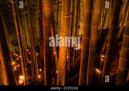 Licht-up von kleinem Durchmesser des Bambushains (kleiner Schreibtisch Burg Wald der Bürger) Stockfoto