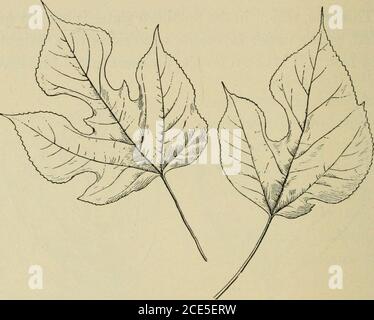 . Elementare Holzbearbeitung . Fkj. 119. Sassafras Zweige und Wurzeln, die in den Aromamitteln beträchtlich verwendet werden. 58. Maulbeere. Ein weiterer Baum, der für die Besonderheit seiner Blätter bekannt ist, ist die Maulbeere. Es gibt dreiecommon Arten, benannt, von der Farbe ihrer Beeren, rot, schwarz^ und Ivhit. 110 ELEMENTARE HOLZBEARBEITUNG Es ist die weiße Maulbeere, deren Blätter die Nahrung der Seidenraupe sind. Die Blätter dieses Baumes sind ziemlich regelmäßig. Abb. 120. Rote Maulbeere, die Variation in Blattform zeigt, aber die der roten und schwarzen variieren offenbar wie sie bitte. Keine zwei Blätter scheinen gleich zu sein entweder in sizeor s Stockfoto