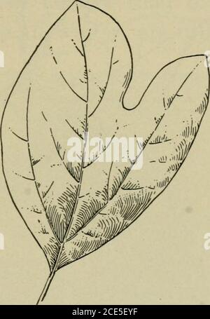 . Elementare Holzbearbeitung . Fkj. 119. Sassafras Zweige und Wurzeln, die in den Aromamitteln beträchtlich verwendet werden. 58. Maulbeere. Ein weiterer Baum, der für die Besonderheit seiner Blätter bekannt ist, ist die Maulbeere. Es gibt dreiecommon Arten, benannt, von der Farbe ihrer Beeren, rot, schwarz^ und Ivhit. 110 ELEMENTARE HOLZBEARBEITUNG Es ist die weiße Maulbeere, deren Blätter die Nahrung der Seidenraupe sind. Die Blätter dieses Baumes sind ziemlich regelmäßig, Stockfoto