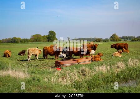 Rinder und Kühe grasen auf einer Weide oder Weide Stockfoto