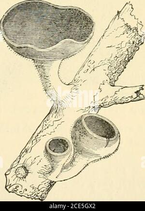 . Anleitung zu Sowerbys Modellen britischer Pilze im Department of Botanik, British Museum (Natural History) . P-förmig,marginat ; Epidermis dünn, zusammenhängend, glabrous, pruinose oder floccoso-furfuraceous, persistent, deutlich; Tassen an der Mitte befestigt, oft gestipitate, sich entfalten, mehr oder weniger konkav, oft Ebene; hymenium glatt, fast immer in der Farbe unterschiedlich; Substancefleischig-membranaceous, nicht wachsartig oder gelatinös. Es gibt mehr als hundert britische Arten von Pesiza, von denen neun von Modellen vorgestellt. 187. Peziza macropus Pers. – Cup gestielt, hemisphärisch, dererweitert, einige Stockfoto