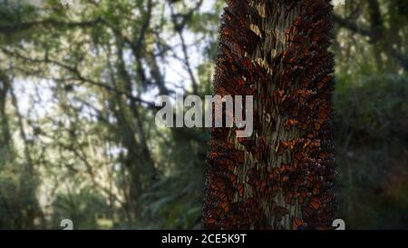 Schwarm von Monarchfalter, die an einem Baumstamm testen, wandernde Danaus plexippus Gruppe Stockfoto