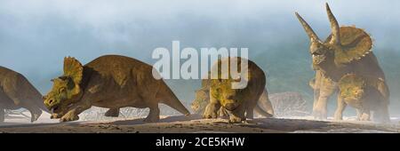 Triceratops horridus Familie, Gruppe von Dinosauriern in schöner Landschaft Stockfoto