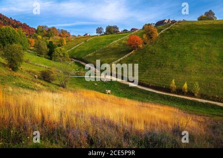 Idyllische Herbstlandschaft mit weidenden Kühen auf den Pisten. Bunte Laubbäume auf den Hügeln in Magura Dorf, in der Nähe Brasov, Siebenbürgen Stockfoto