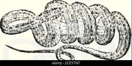 . Geschichte von Vermont, natürliche, zivile und statistische, in drei Teilen, mit einer neuen Karte des Staates, und 200 Stiche . ; aber es, von meinen eigenen Beobachtungen zu wissen, sehr beträchtlich vom commonC sirtalis, sowohl in Aussehen und Hab-its, zu dif-fer und es zu spülen, als fast mit den Beschreibungen, die ich von der C.saurita finde, zuzustimmen, habe ich gewagt, es unter diesem Namen zu beschreiben, Daß die Verschiedenheiten zwischen ihm und dem sirtalis seien, kann er sehen.außer in der Form und in der Farbe und in der viel grösseren Zahl von subcaudalskalen, ist es viel lebhafter und schneller in allen seinen Bewegungen und so weit Stockfoto