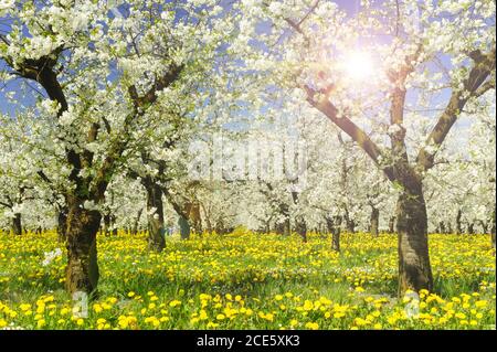 Blühende apfelbäume im Frühling auf dem Feld Stockfoto