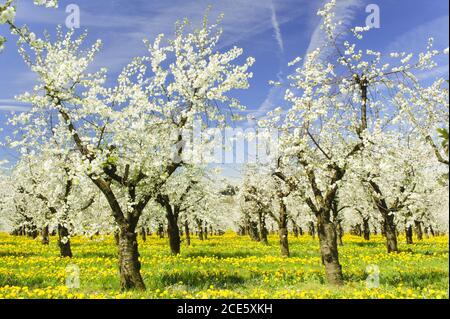Blühende apfelbäume im Frühling auf dem Feld Stockfoto