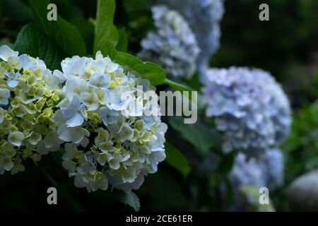 Japanische blaue Hortensien Nahaufnahme. Japanisches Bild Stockfoto