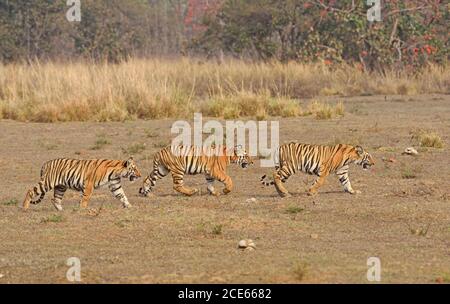 Indischer unterErwachsener Tiger (Panthera tigris), der zusammen im Dschungel spazierengeht Stockfoto