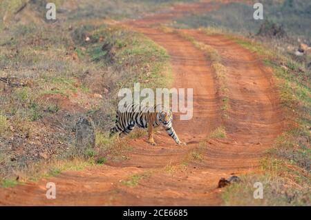 Indian Tiger (Panthera tigris) Kreuzung Straße und Blick mit curosity Stockfoto