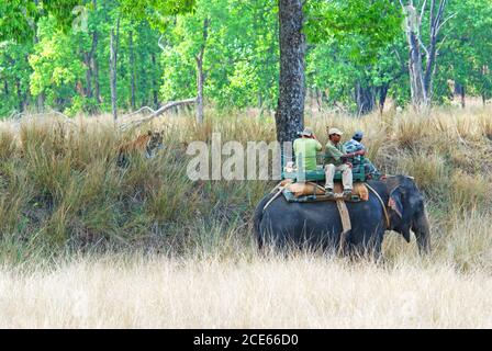 Tiger (Panthera tigris) Und Touristen, die sich gegenseitig im Kanha National Park betrachten Stockfoto