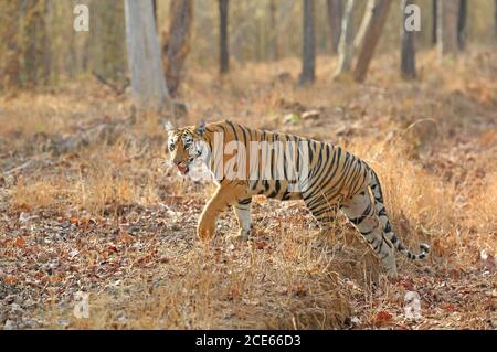 Indian Sub-adult Tiger (Panthera tigris) Blick beim Überqueren der Straße Stockfoto