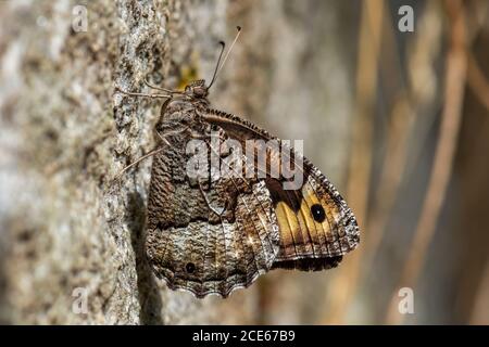 Äsche Schmetterling - Hipparchia semele, schöne farbige Pinsel-Fuß-Schmetterling aus europäischen Wiesen und Wiesen, Havraniky, Tschechische Republik. Stockfoto