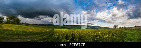 Frühling gelb blühende Rapsfelder Panorama Stockfoto