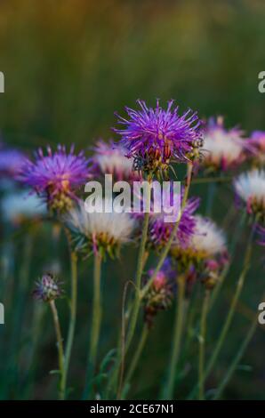 Weiß-lila Blüten von Kornblume Nahaufnahme. Sommerblüte von Wildkräutern. Natürliche Schönheit der Natur. Seitenansicht. Selektiver Fokus. Stockfoto