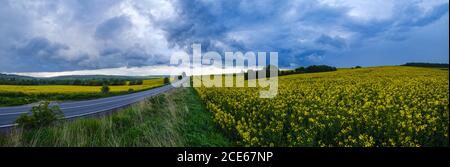 Frühlingsgelb blühende Rapsfelder Stockfoto