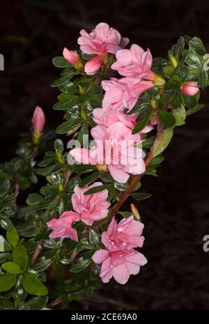 Cluster von schönen rosa Blüten und dunkelgrün glänzende Blätter Von ungewöhnlichem Strauch Azalea Kurume 'Kirin' auf dunklem Hintergrund Stockfoto