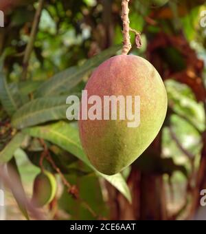 Große Mangofrucht auf Baum Stockfoto