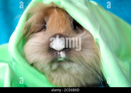 Fotoshooting mit einem jungen Zwergkaninchen Stockfoto