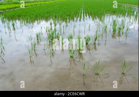 Ein Reisfeld, das durch Apfelschnecken beschädigt wurde Stockfoto