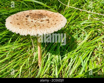 Schöner brauner Pilz mit riesiger Kappe, vom Gras aus gesehen. Stockfoto