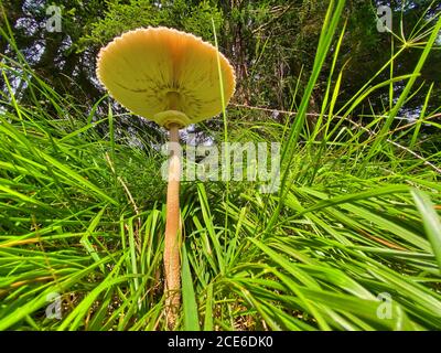 Schöner brauner Pilz mit riesiger Kappe, vom Gras aus gesehen. Stockfoto