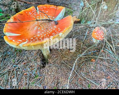 Schöner giftiger roter Pilz mit riesiger Kappe, vom Gras aus gesehen. Stockfoto